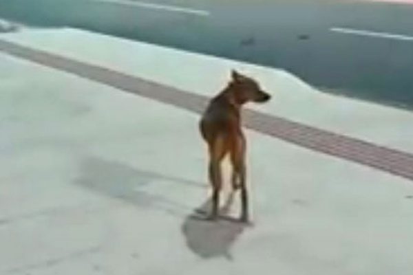 Durante a pandemia, deixe alimento para os animais de rua