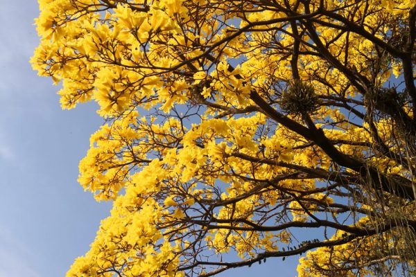 É a primavera chegando em Jacarepaguá